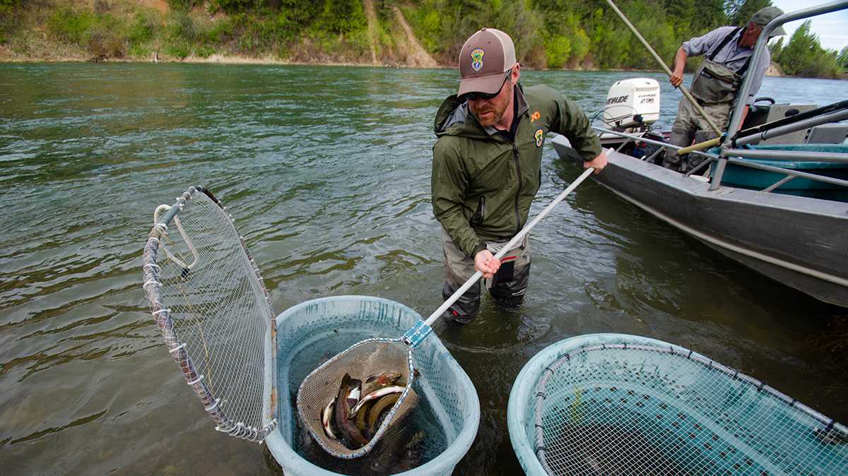 Traveled #5 - Snake River Fly Fishing with Larry Larsen - Smallmouth Bass,  Giant Rainbow Trout - Wet Fly Swing