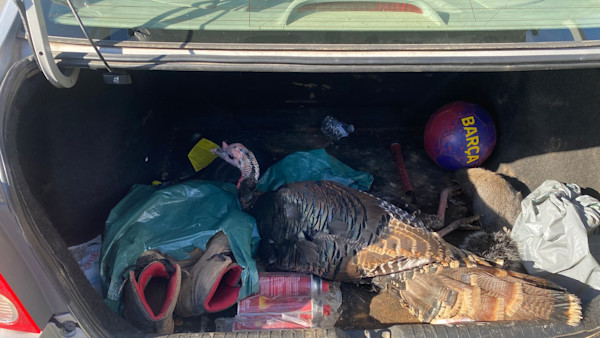 California Poacher Busted with Live Wounded Turkey in Trunk