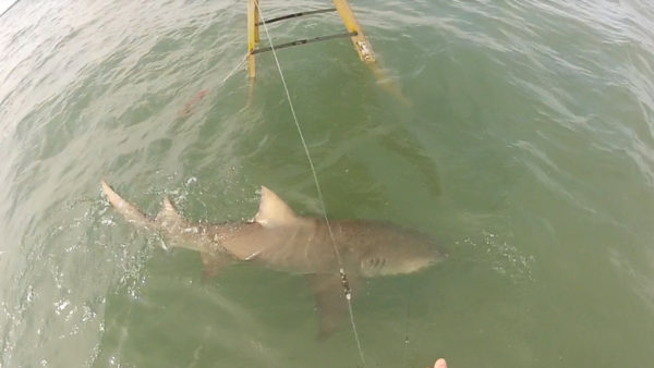 Lemon shark near a ladder