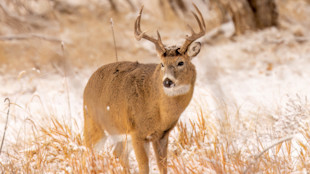 3 Best Places to Deer Hunt in January