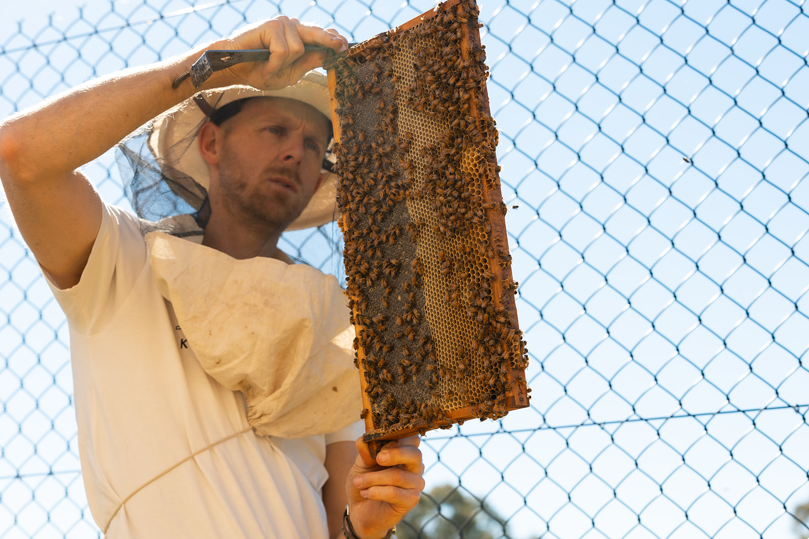 Bees - Jack Stone