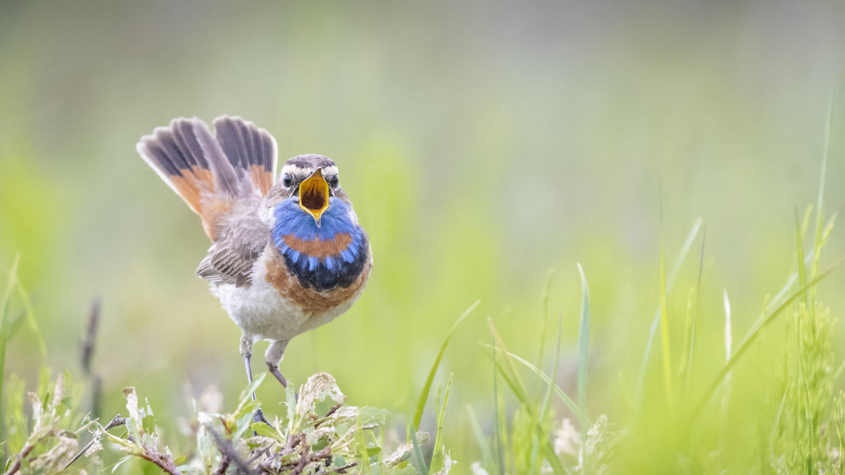 Bluethroat © Brian Calk ML 182455581