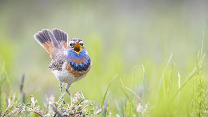 Bluethroat © Brian Calk ML 182455581