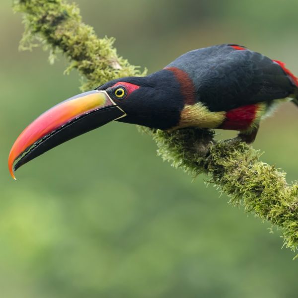 Fiery-billed Aracari by Glenn Bartley