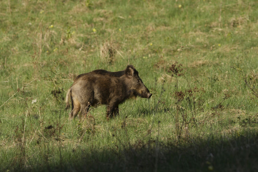 K12 shutterstock 3236557 - Wildschwein - wild boar 