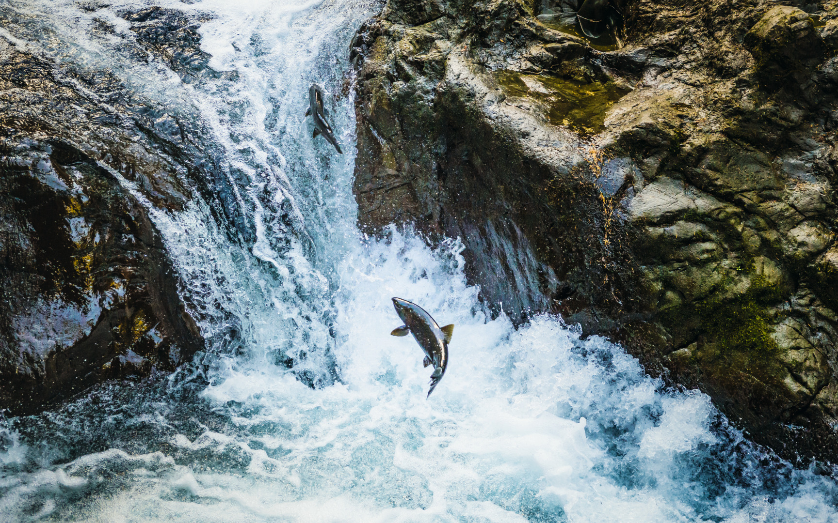 Atlantic Salmons in a river