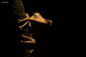 Frog in black background Borneo