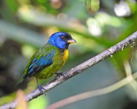 Moss-backed Tanager by Chris Bell