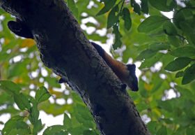 Nilgiri Marten, Western Ghats