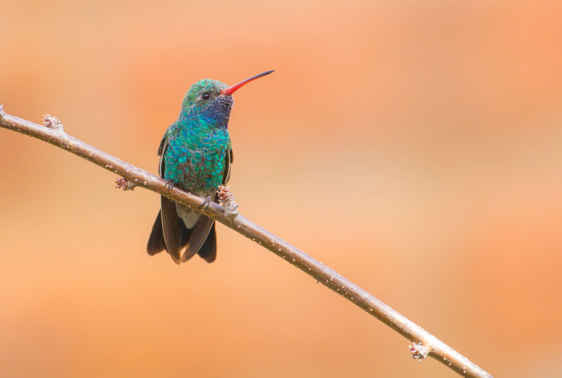 broad billed hummingbird arizona