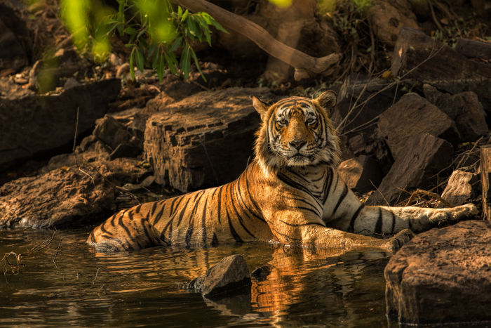 Spotting big cats tigers in india