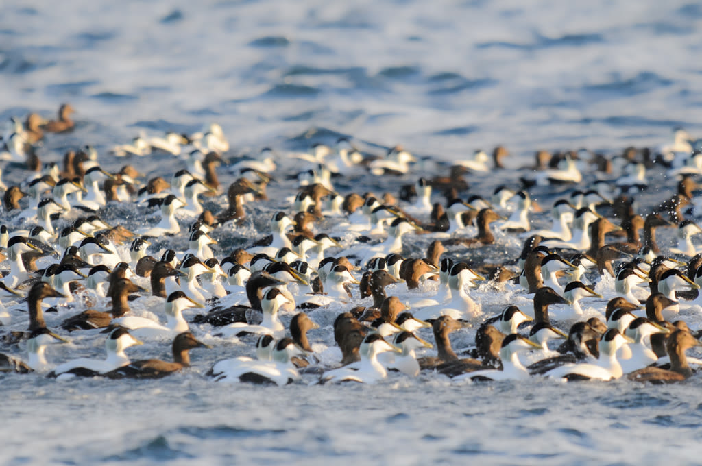 Congregating in flocks of up to 1,000 birds at times, these winter spectacles are truly impressive. 