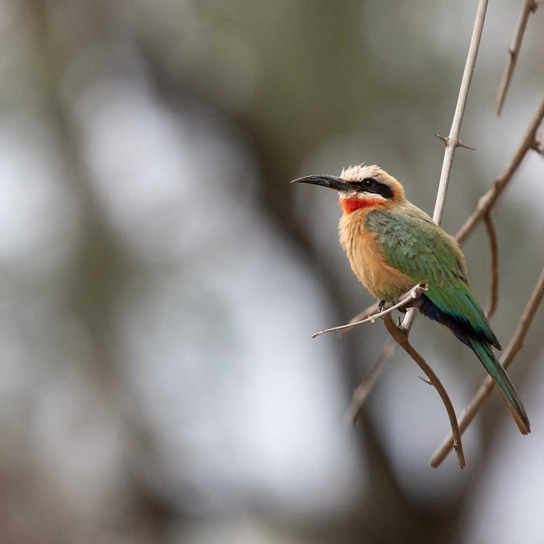 White-fronted Bee-eater (Merops bullockoide) at Balule Nature Reserve by Andrew de Blocq