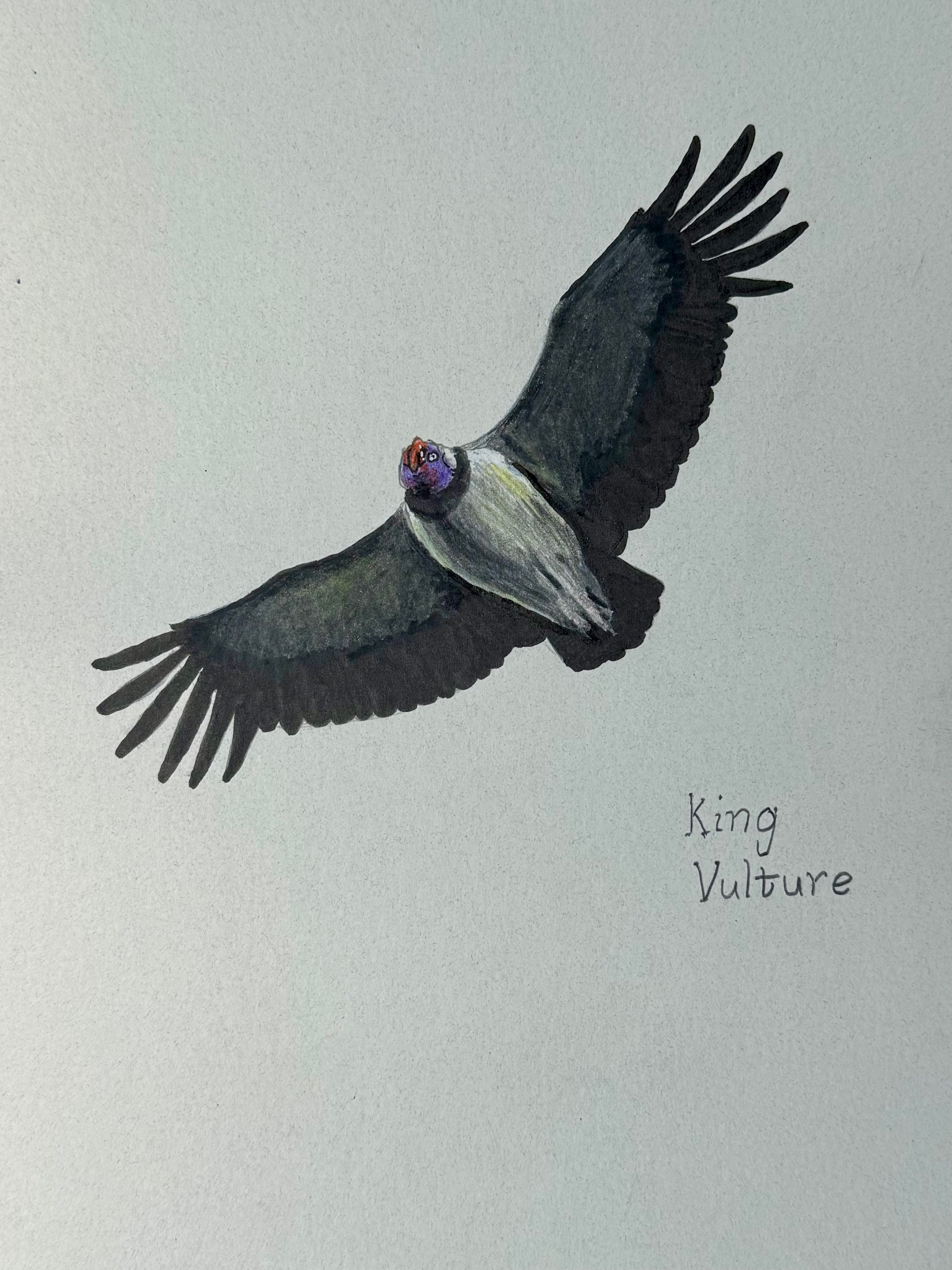 Gabriel Willow’s Costa Rica Adventure /B - King Vulture