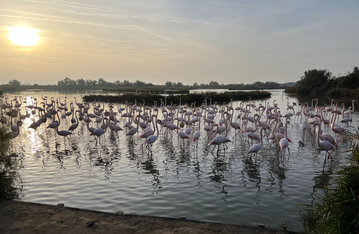 !!!Birding with Frederic Lamouroux - Discovering flamingos in the Camargue - header image