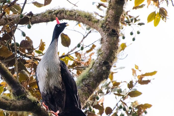 Horned Guan by Leander Khil