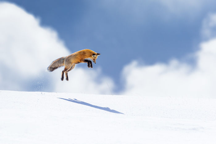 Fox jumping high in the snow. Image by Cindy Godell. 