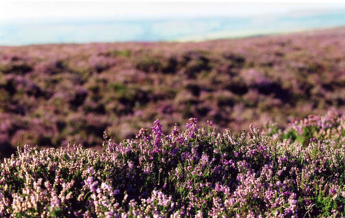 !!!Closer Hunting: heather-close-up web Moorland Association