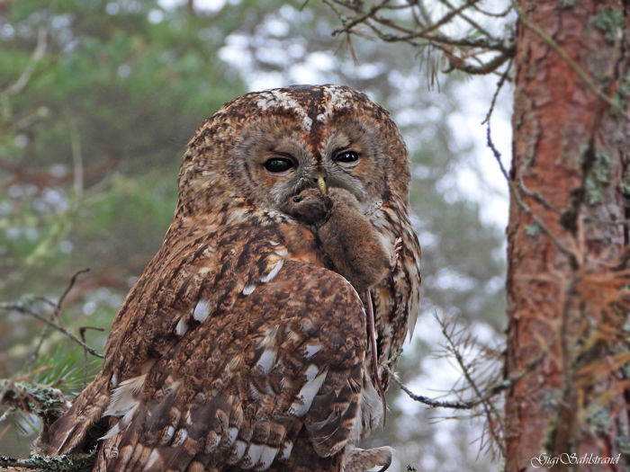 Tawny Owl - Gigi Sahlstrand 