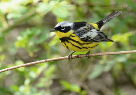 A bright yellow Magnolia Warbler perched on a twig and against a green background. Taken in Pennsylvania during the spring migration. 