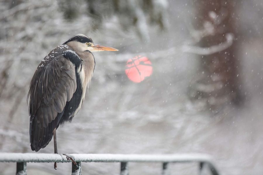 !!!Gray heron (Ardea cinerea) in winter, snow in Paris by Nicolas Davy 