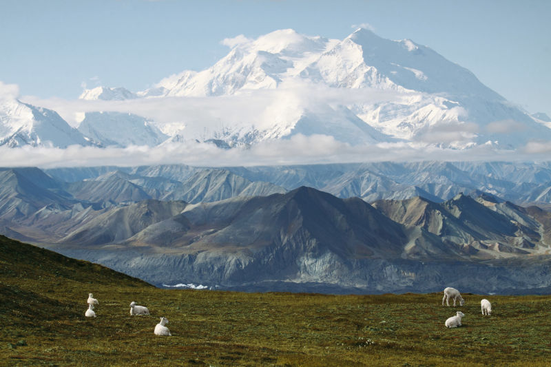 Wild Sheep Challenge Hunt-Alaska 