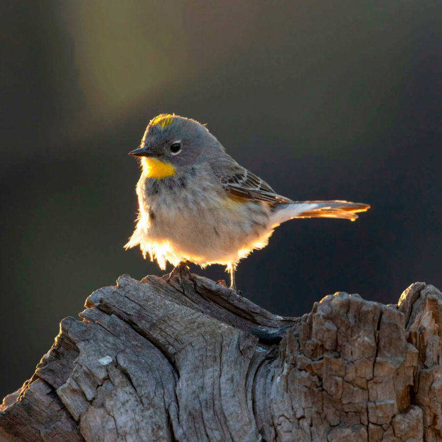 Warbler - Birding App - World of Wings - Interview Landon Christensen/ B 