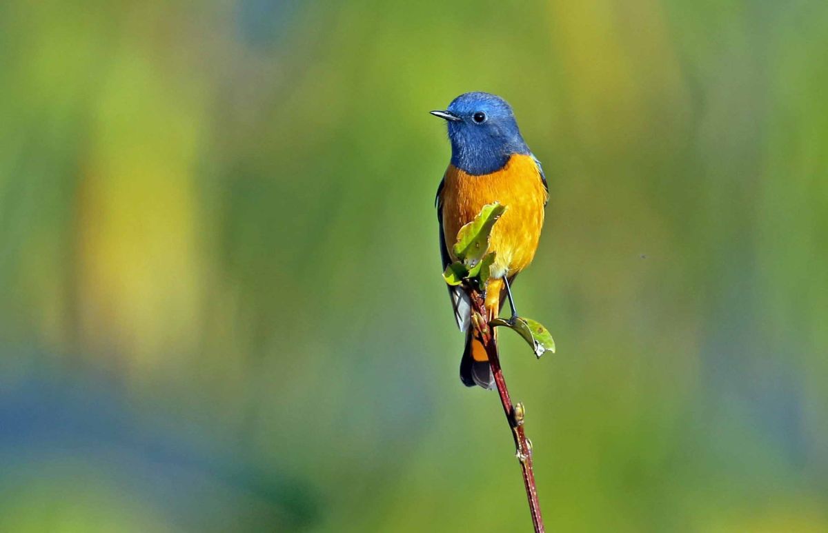 Blue-fronted Redstart; Birding in Singalila