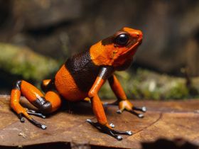 Red-banded Poison Frog (Oophaga lehmanni) © Nature Colombia