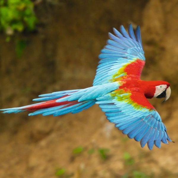 Red-and-Green Macaw by Glenn Bartley