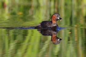 XCITING NEW PARTNERSHIP LAUNCHED BETWEEN  SWAROVSKI OPTIK AND WILDFOWL AND WETLANDS TRUST (WWT)