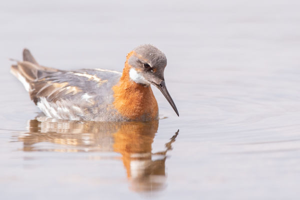 !!!Red-necked Phalarope (Phalaropus lobatus)diving by Brydon Thomason