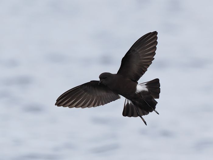 Wilson's Storm petrel (c) Dan Brown - birding Indonesia 