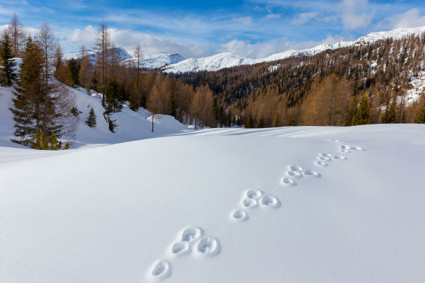Nachhaltiges Erleben der Natur (Consolati -Teil 2) – Wildlife in winter H/ B/ O - pic animal tracks in the snow
