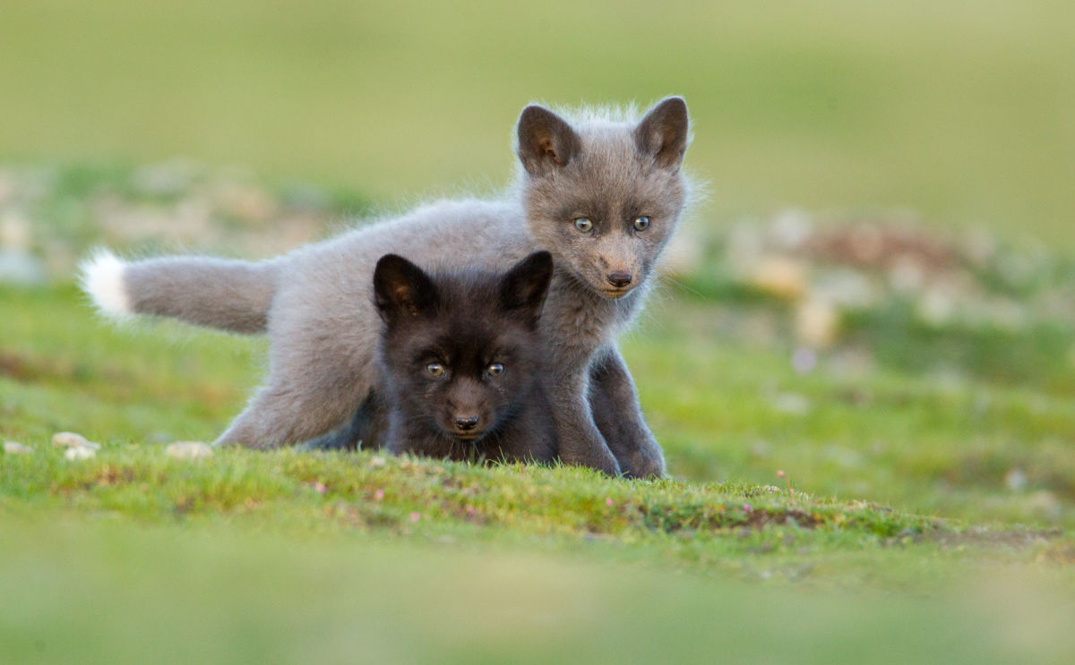 Young red foxes playing by Ben Knoot