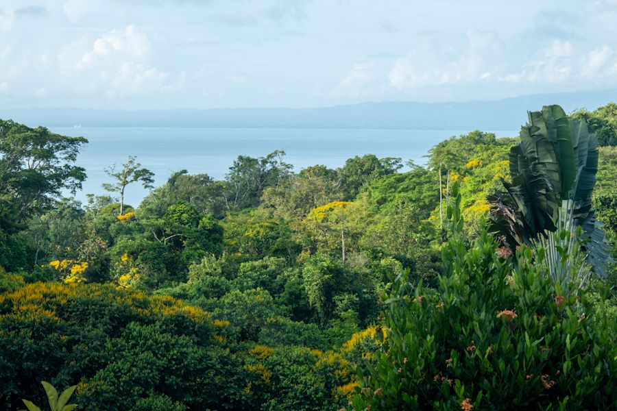 Lilly’s Journey into the Heart of the Forest - B/O - FIRST