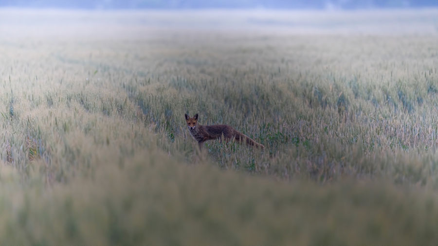 !!!Fox in the middle field by Giuliano Scarparo