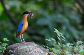 WEB-Blue-wingedPitta-BaanMaka-best1