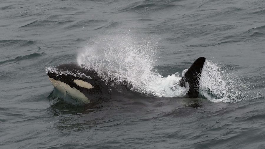 !!!Orca surfacing Dan Brown