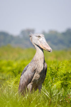 Closer 2022 - 4 fierce guides /B/O - Shoebill - Mabamba Swamp