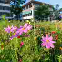 UNBOX A BETTER FUTURE - H/B/O - Blumenwiese