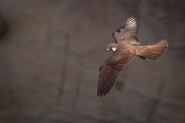 !!!Nature Explorers: Andrea Benvenuti - 15 Eleonora's Falcon (Falco eleonorae)