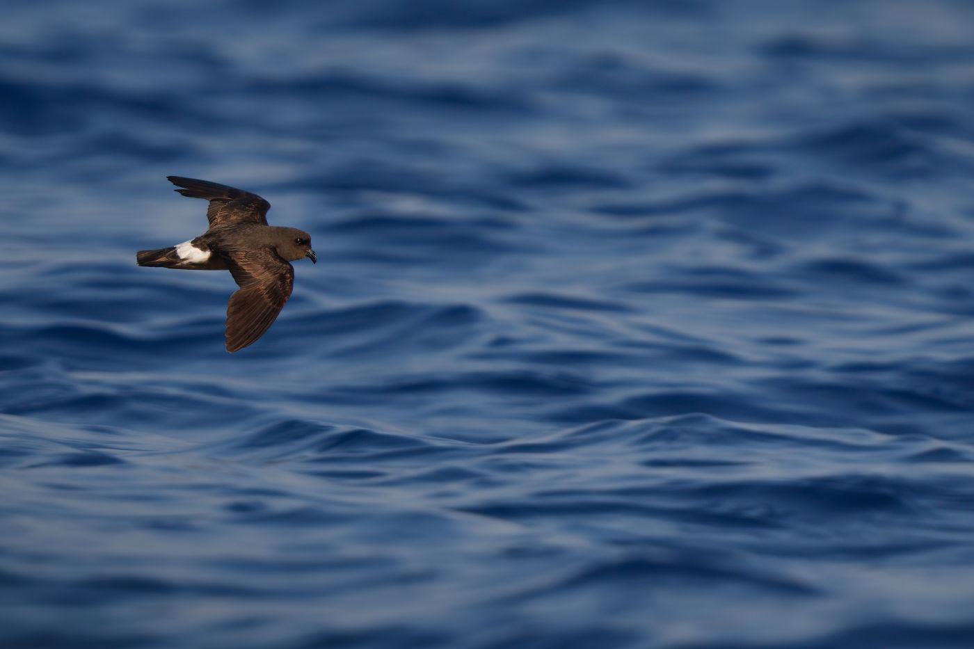 Nature Explorers: Andrea Benvenuti - European Storm-Petrel (Hydrobates pelagicus)