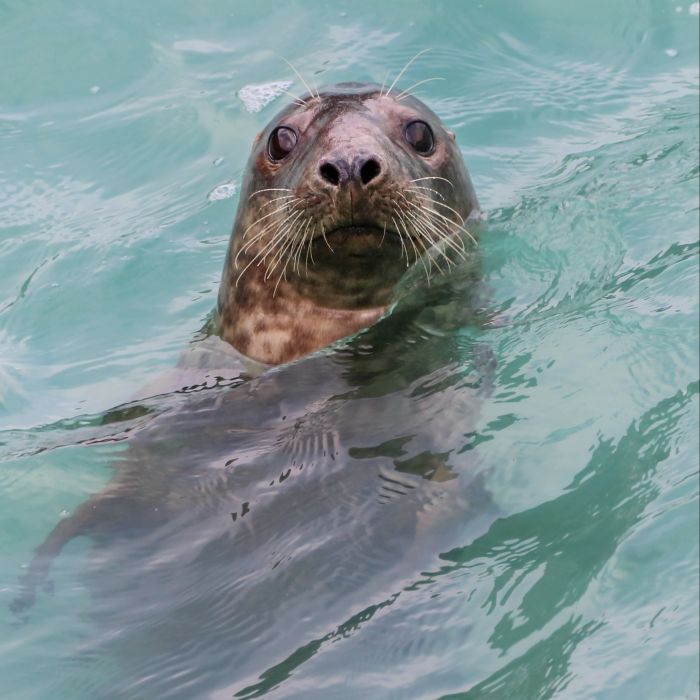 Isle of Mull Grey Seal by Lara Jackson