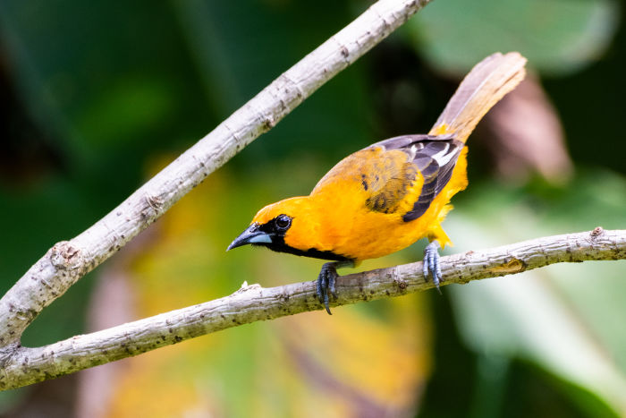 Spot-breasted-Oriole by Leander Khil