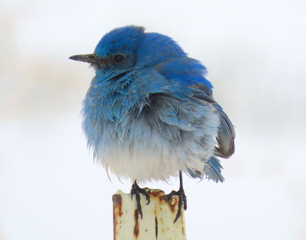 !!!Mountain Bluebird (Sialia currucoides) by Hannah Floyd