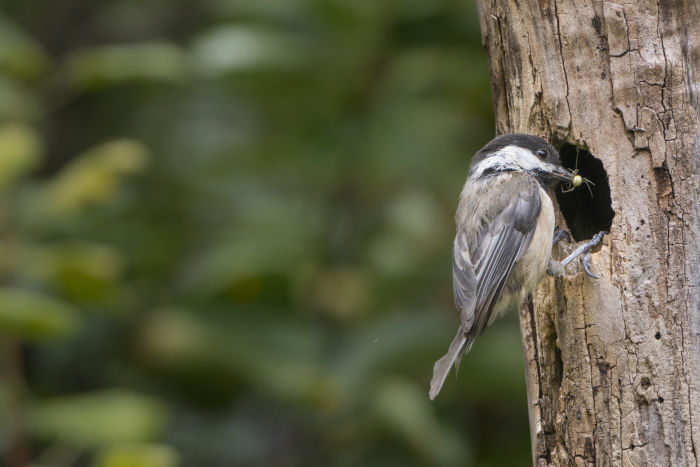 Black-capped Chickadee (Poecile atricapillus)