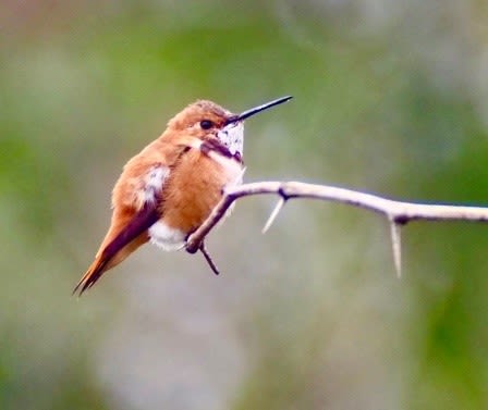 The 115-mm objective module in Texas 1/3 – birding at Hazel Bazemore Park - Rufous Hummingbird (Selasphorus rufus) by Clay Taylor