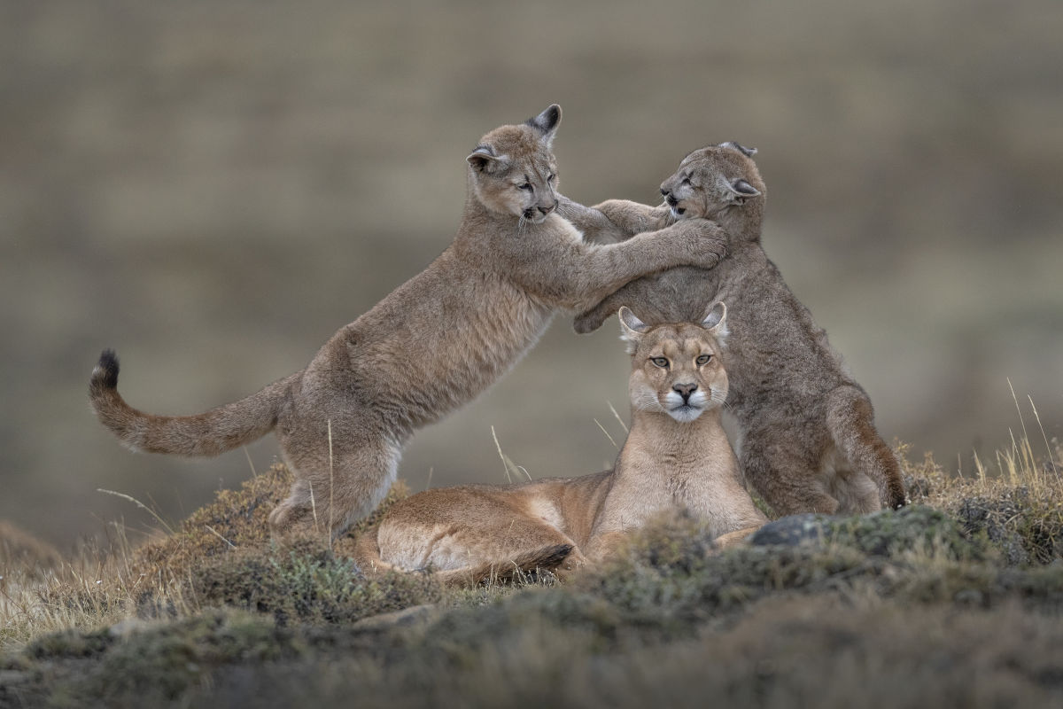 Pumas in Torres del Paine National Park: Pumas are distributed in six different subspecies throughout North and South America. In the past, they populated the Americas almost without a gap, but their population has now declined sharply.  German photographer Ingo Arndt has been following them in Chile for many years.