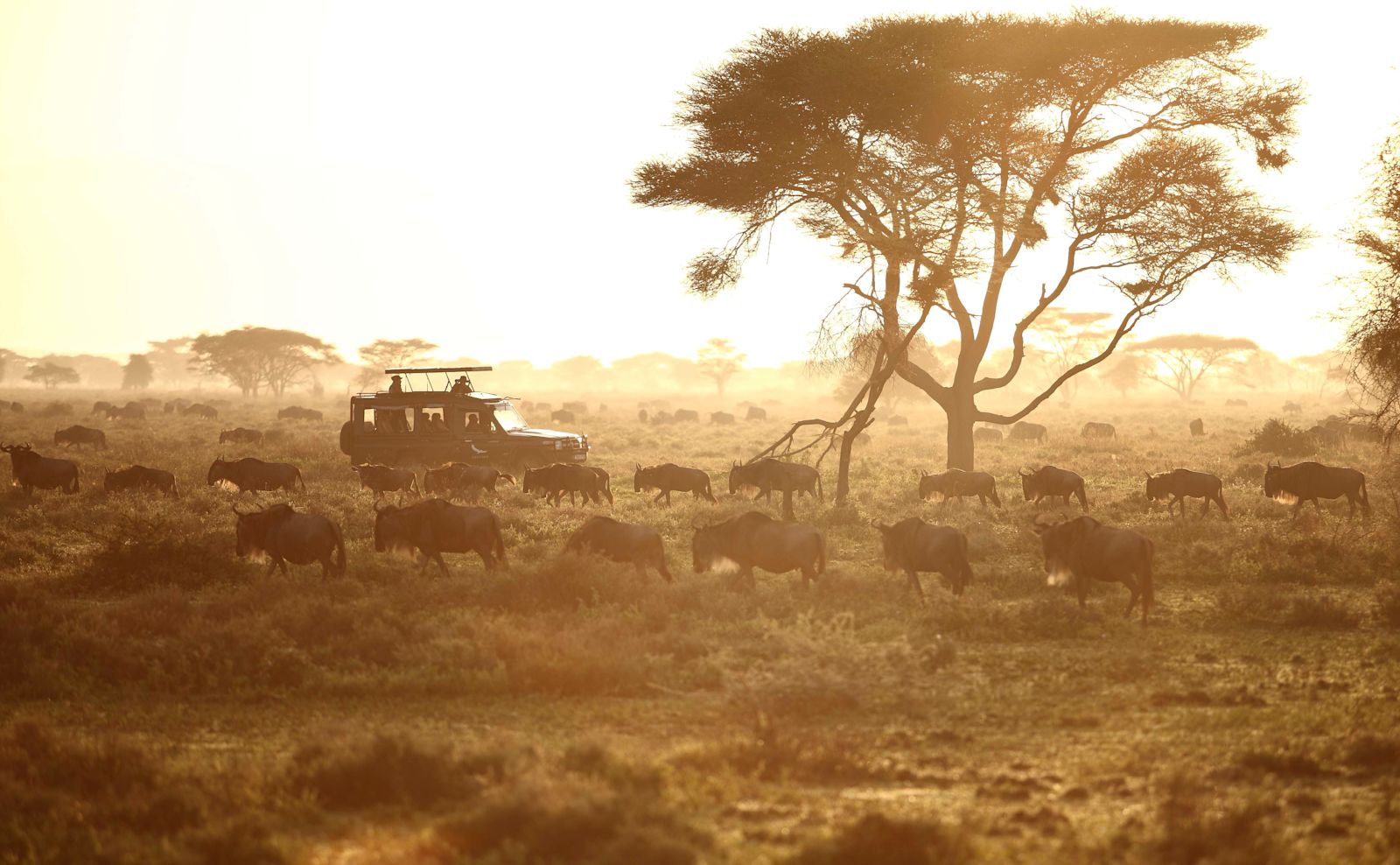 Tanzania-Serengeti-Under-Canvas-SUC-Experience-Game-drive-vehicle-with-great-migration-at-sunset-39